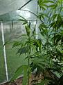 Plant 1 turned out male