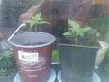 May 10 -started in the wrong soil but grew anyhow. already transplanted 1x