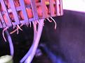WR Clone roots 8-24