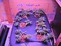 WR Clone grow 8-29