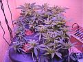 WR Clones  in a tote grow 3 weeks in the tote