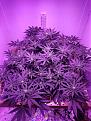 This is one plant in coco with 5 weeks of veg and nutrients every day.