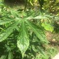 Ihave this plant with 5 leave and dont know if is marihuana. It has grown but has no flowers. The trunk have little hairs. Can you guys help me