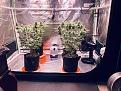 Flipped to 12/12 2wks after sprouting