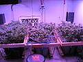 Totes currently in flower. Left WR 4 i a tote clone grow. Middle Wr reveg / mother. Right Somango XXL reveg.