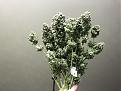 Who doesn't want a bunch of flowers like this. Critical