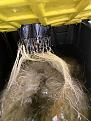 Recovered root rot