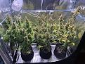 L to R is Northern Lights, Blue Cheese, Strawberry Cheesecake