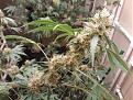 PLANT 2 BRANCH