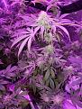 Even pistils can be bud porn if they are purple. Prince knew that, lol.