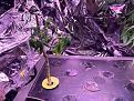 drooping plant 2 no new roots