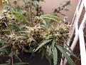 Plant 1 Bud 3