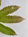 clearly purple lines on leaves