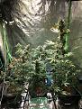 Last group shot before chop.