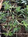 Plant B after