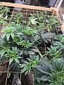 Plant D before