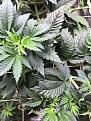 Plant C before