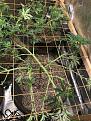 Plant D after