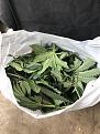 Bag full of fan leaves
