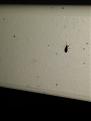 fungus gnat?