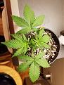 Cream Caramel # 3, this was my stunted plant in DWC reason I transferred em out of soda bottles