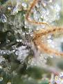 Mostly Cloudy Trichomes