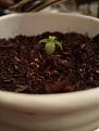 My 2 weeks old marijuana seed