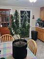 green crack