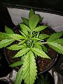 After many sets of 3-fingers, the Violet Kush auto is going to make 5-pointers.