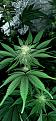 This is one of the Moby Dick buds