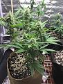 Purple punch 2 9weeks