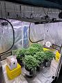 fuller view of grow tent setup