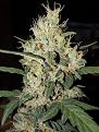 Has this Gsc hermied?