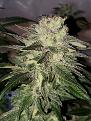 Phantom Cookies Domina