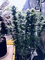 Hindu Kush