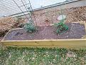 Tomatoes transplanted outside 3/11/21. Auto BlueBerry far left.