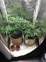 AUTOS