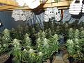 Grow Room is 4x4 in a closet