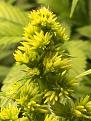 Male flowers of Freakshow.