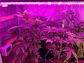 My 80watt blurple light