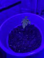 My second seedling under the LED lights