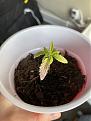 My first seedling in natural light