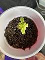 Top view of the second seedling in natural light.