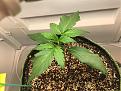 Jack 47 Auto- 14 Days