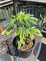 This damage started on bottoms leaves now is going to top leaves???can anyone tell me what they think I should do?