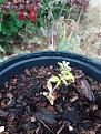 Spindly seedling w/ yellow leaves growing flowers.