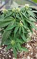 Lemon budlets