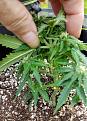 Lemon stem