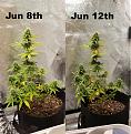 Whole plant 4 day comparison