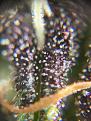 Purple Trichomes!